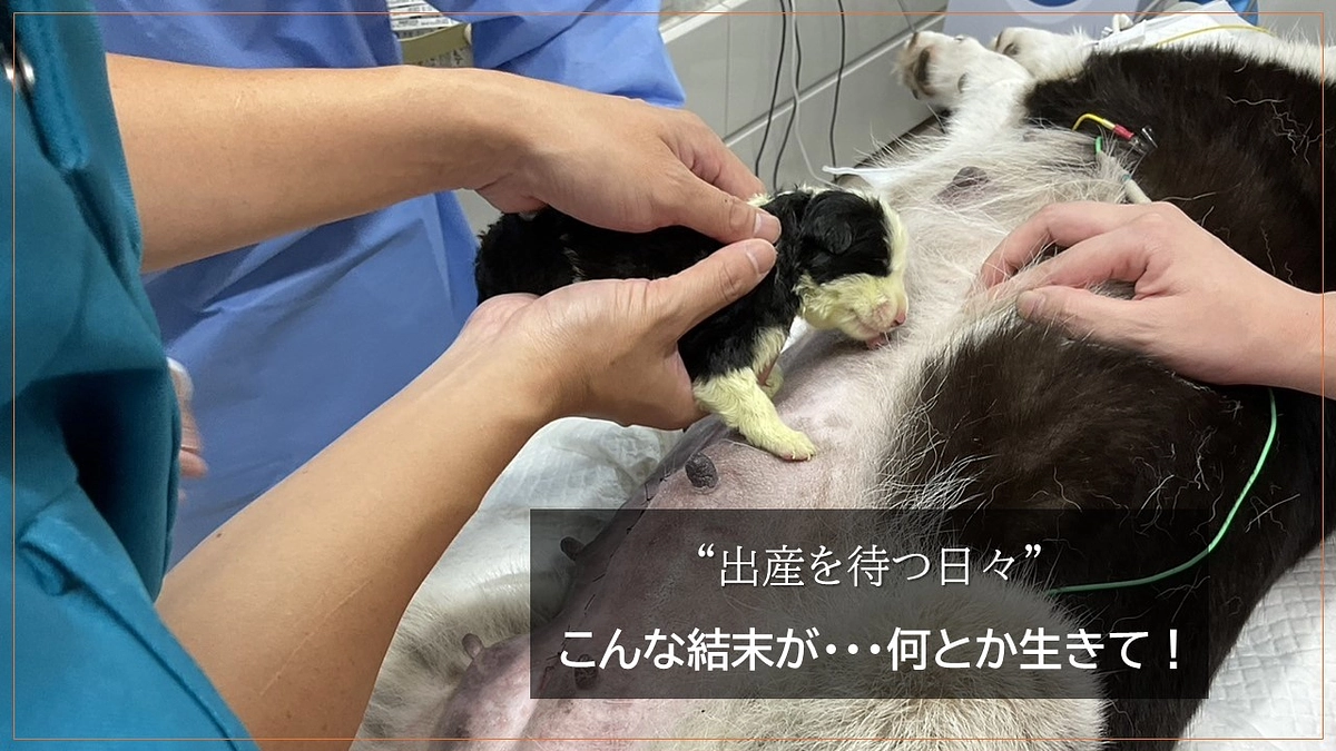 “出産を待つ日々”   こんな結末が・・・何とか生きて！