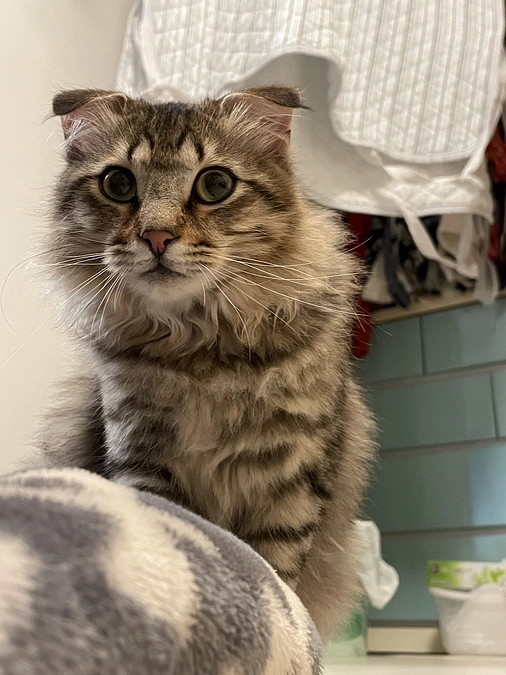 投薬再開23日目のちゃむ、そしてお礼のお品が出来上がりました💌