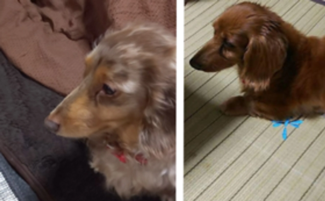 ピンキー・ランラン頑張ってコース