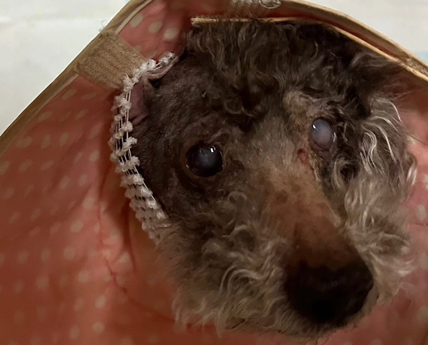 のんくんの手術が無事に終わりました。