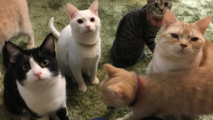 年間100匹の猫を救う！千葉に保護猫を里親へと繋ぐシェルターを