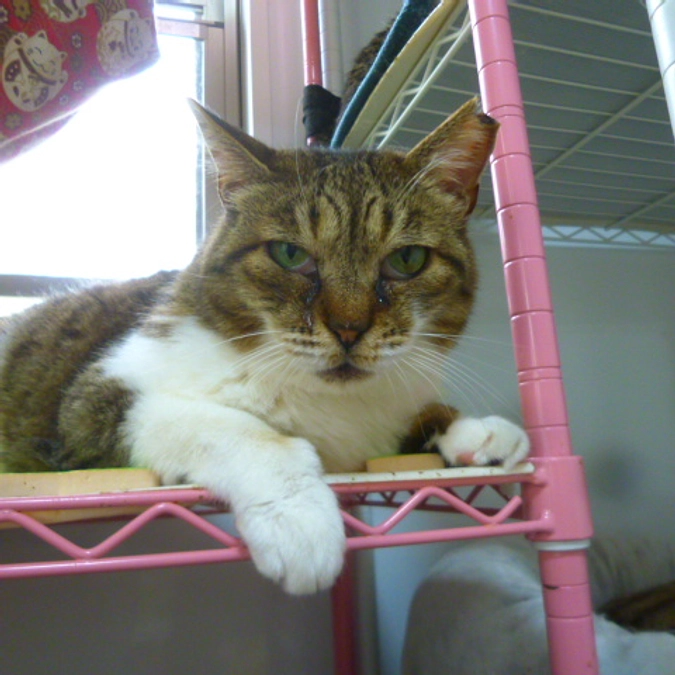 在籍猫紹介【スザンヌちゃん】