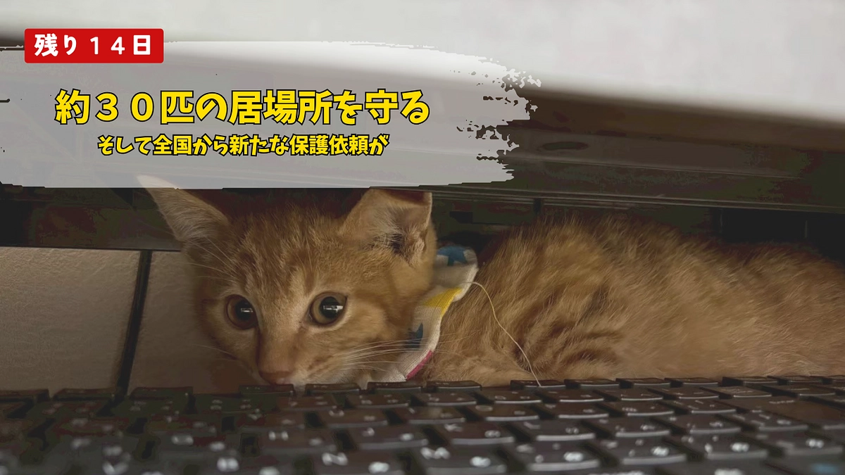 約３０匹の居場所を守りながら、全国から新たな保護依頼が
