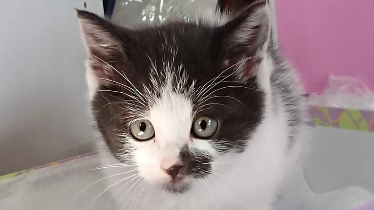 和歌山 保護ネコ戦隊 きゃっとまん　継続支援