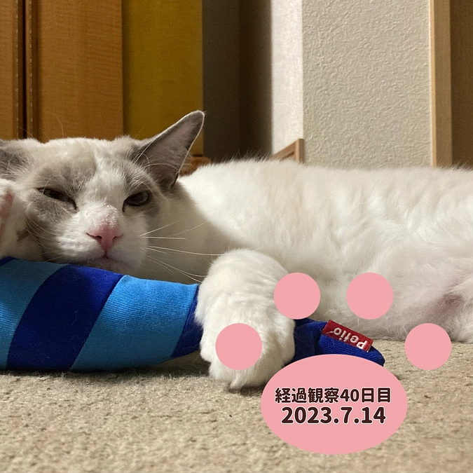 経過観察40日目(2023.7.14)