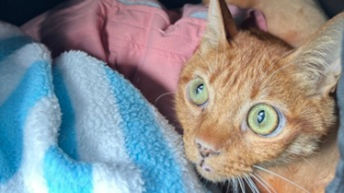 5/20     9回目の抗がん剤治療　2.92kg