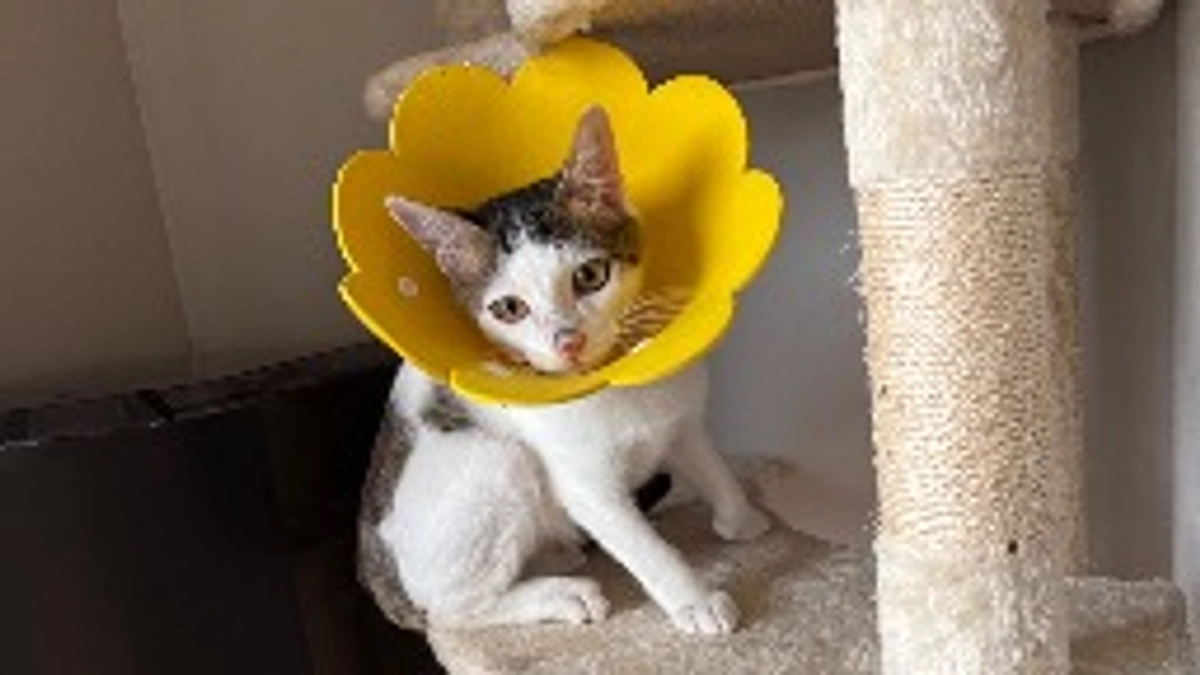 ごまさんのその後⑧♪