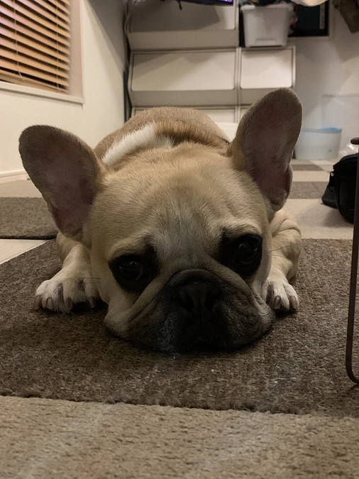 ちくわの闘病日記⑩