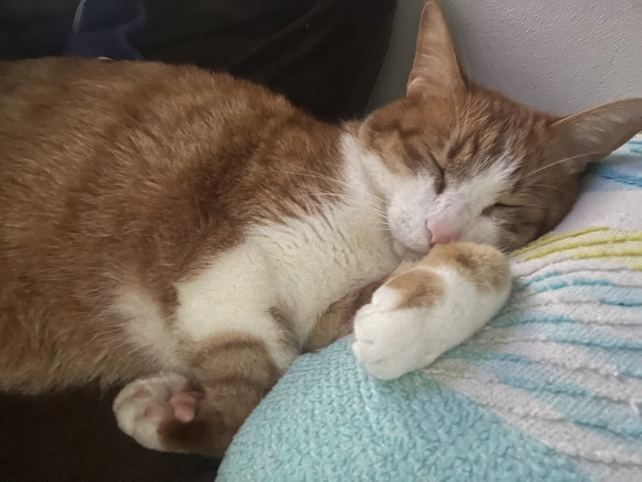 残りわずか40時間…