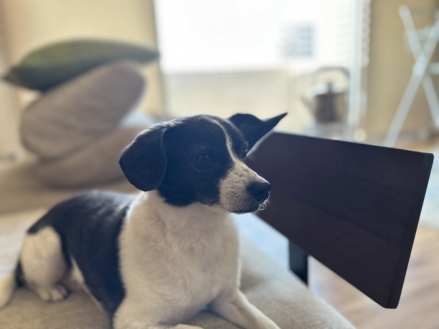 今日のニコちゃん