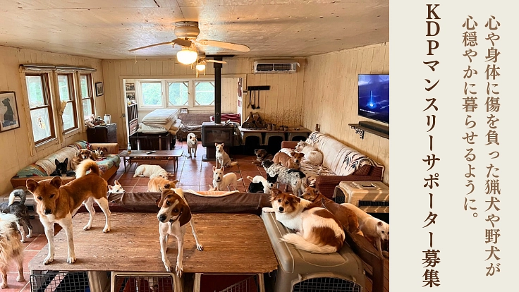 KDP継続支援のお願い|収容犬を減らし殺処分ゼロの継続社会の為に