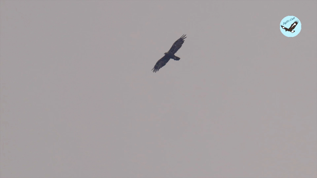 野生のいぶき生中継 Vol.10