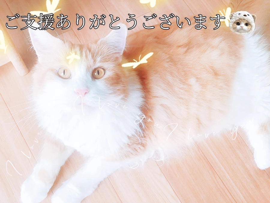 ご支援ありがとうございます🙇‍♀️