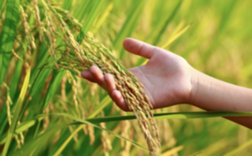 北海道産お米（2kg）