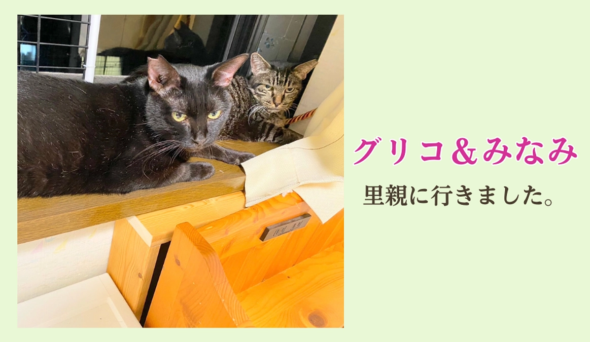 【里親決定のご報告】グリコ＆ミナミ、やっと見つけた“ずっとのお家”