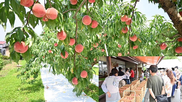 おいしい果物が採れるこの地域を、もっと活発に！！