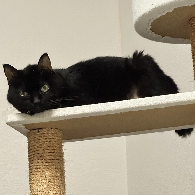 黄疸、上がるのとまりました！