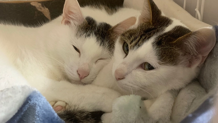 保護猫兄弟のそらちゃん悪性腫瘍の手術