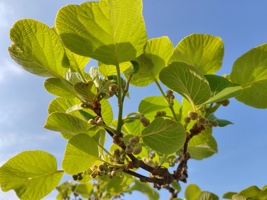 キウイの花芽が膨らんできました