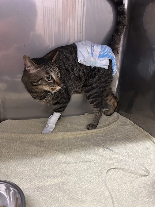 入院中のボンドくん術後良好です❣️