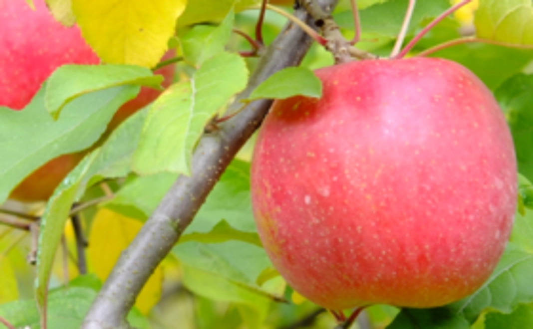 お礼の手紙、農園事務所への支援者名の掲載、まごころリンゴ10kg