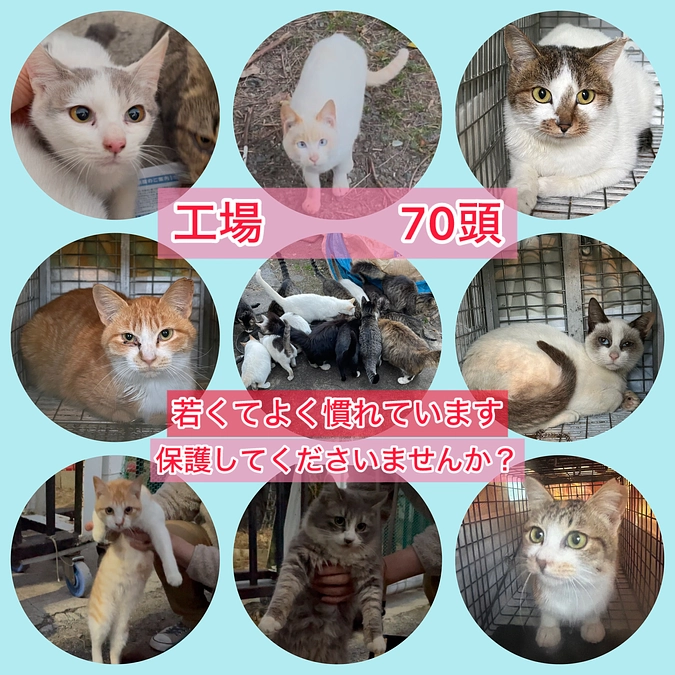 工場70頭　過去最高頭数の相談が飛び込んできました。