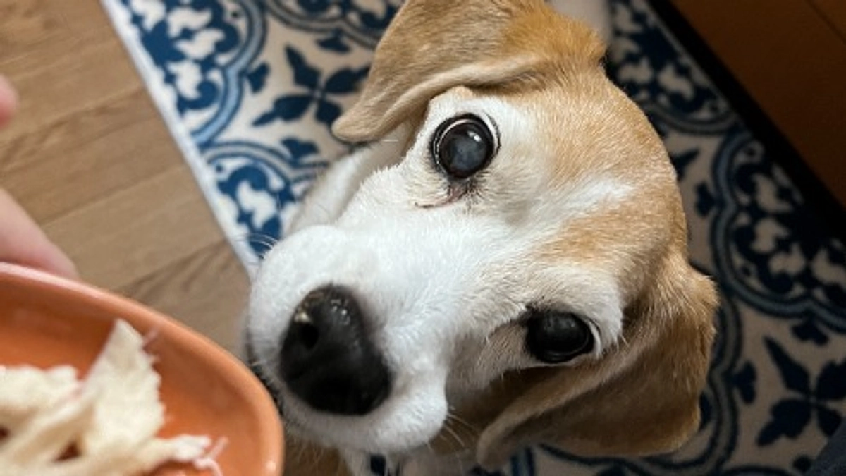 10/7 ひどい水下痢と食べムラ～ステロイド注射投薬1日目と2日目～