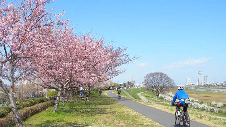 60年間枝が伸び放題の30本の桜を剪定！二子玉川の桜を残したい！