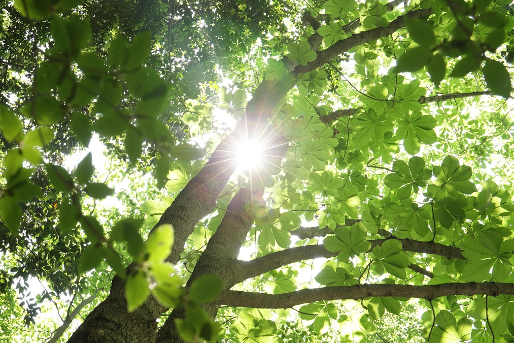 ノブレス・オブリージュ