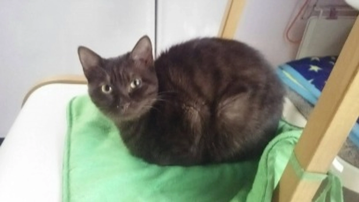 フェアリーっ子に教わったこと