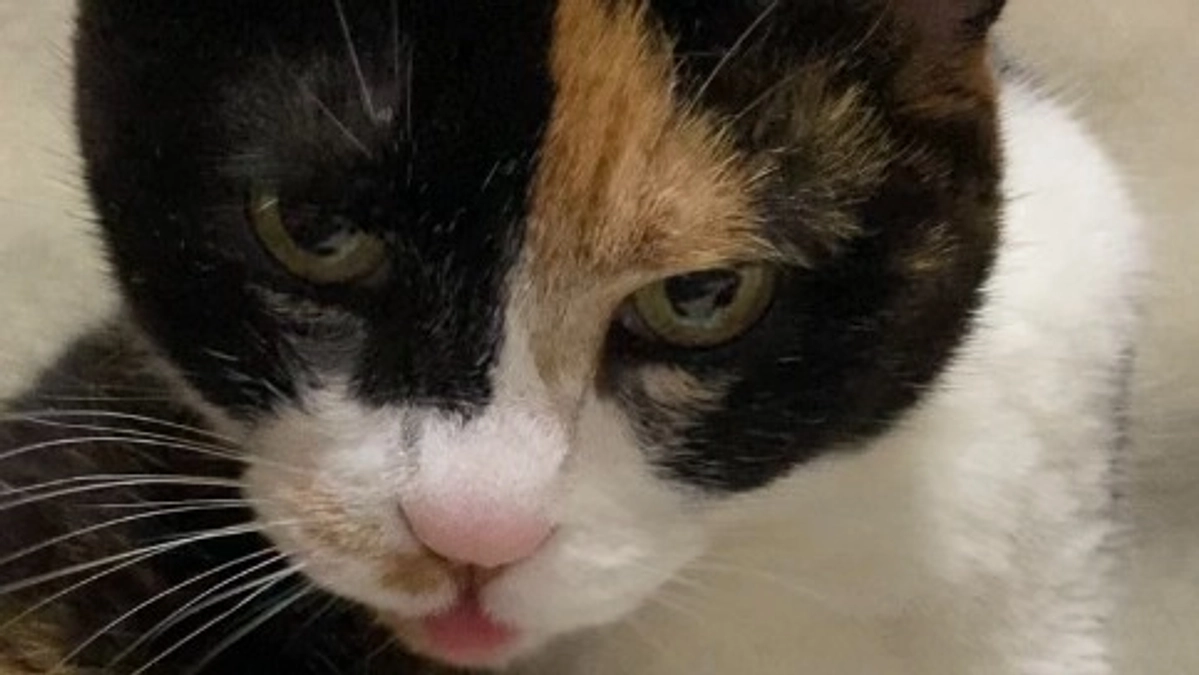 ■活動報告_20：【プロジェクト終了まで残り10日】本日のモモとご支援のお願い