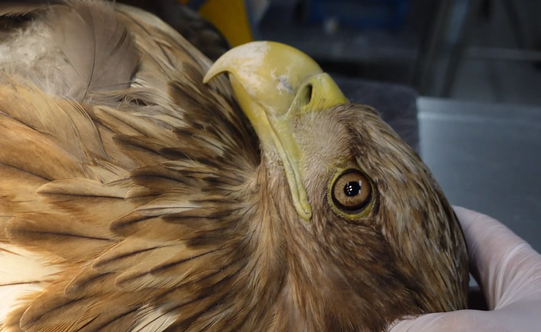 おとなしすぎるオジロワシは交通事故疑い