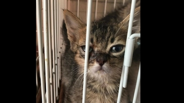 知ってほしい不妊・去勢で救える猫の命！幸せな家族へつなぐ命