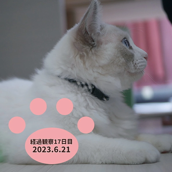経過観察17日目(2023.6.21)