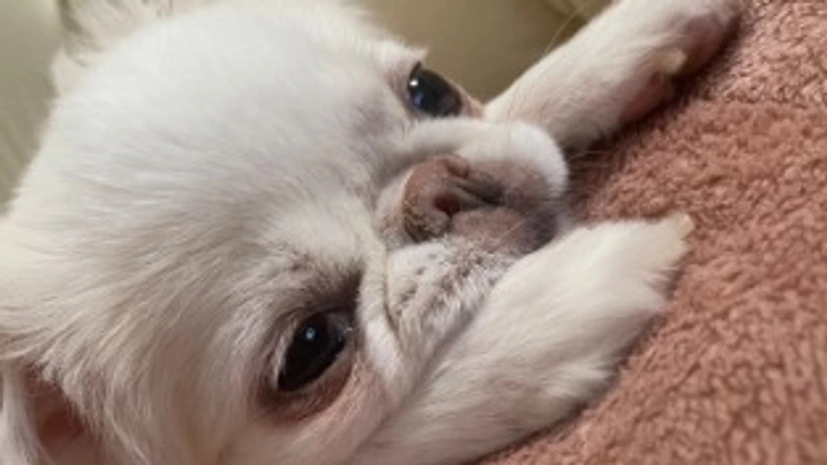 残り14日🐶❣️