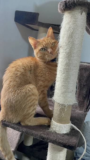 抗がん剤9週目　結果🐯