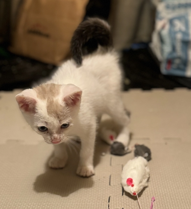 シンバの水分摂取