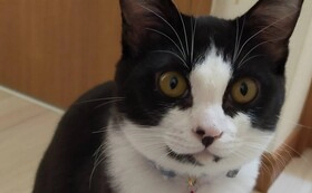 ご支援よろしくお願いします!! 感謝のメールをお送りいたします。