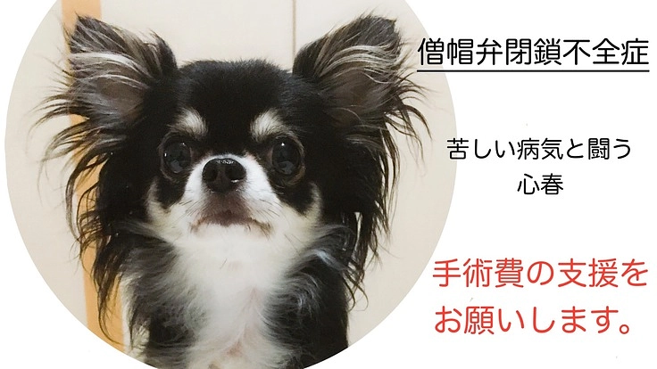 緊急！【僧帽弁閉鎖不全症】小さい体で病気と闘う心春を助けたい！！