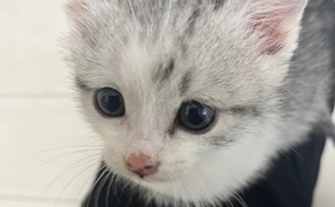 頑張れ はる!(1)