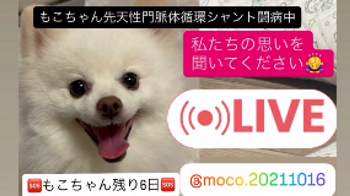 　Instagramコラボライブ