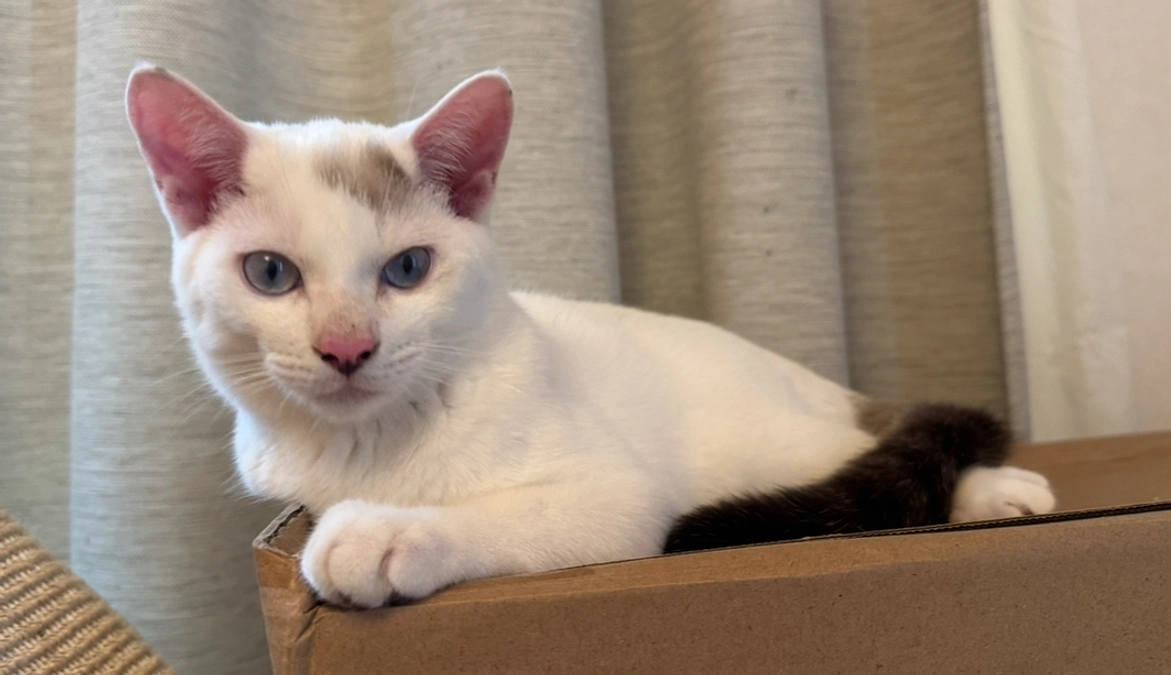 シンバ３kg 超えました！