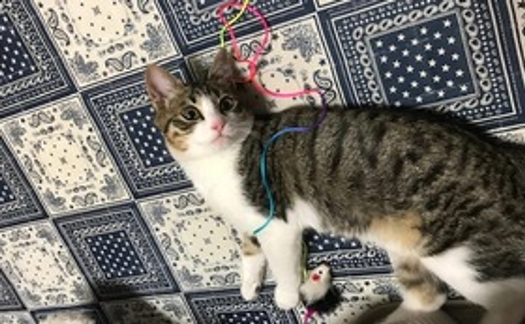 総額応援コース:5,000円