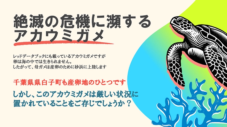 【人とロボットの共存】ロボットを活用したアカウミガメの保護活動 3枚目