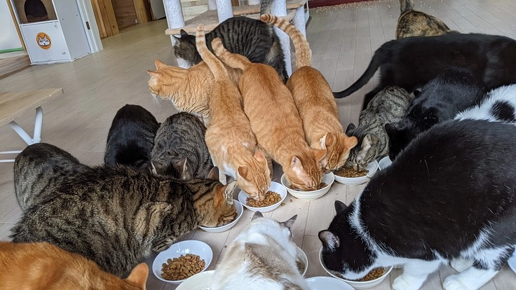 新型コロナに負けない！ハワイアン保護猫カフェオハナを維持したい！