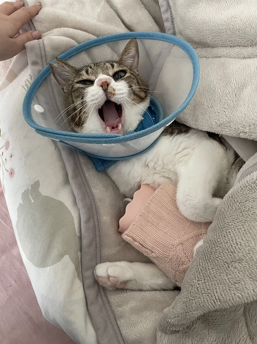 嬉しいご報告と昨日の譲渡会について