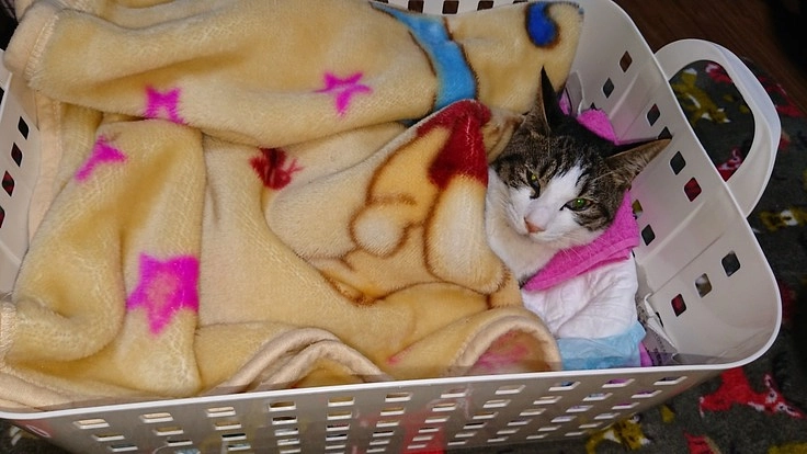 FIP(猫伝染性腹膜炎)の治療費のご支援ご協力お願いします。　