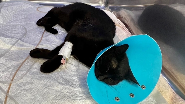 道端で交通事故にあった猫の治療費のご支援をお願いします。