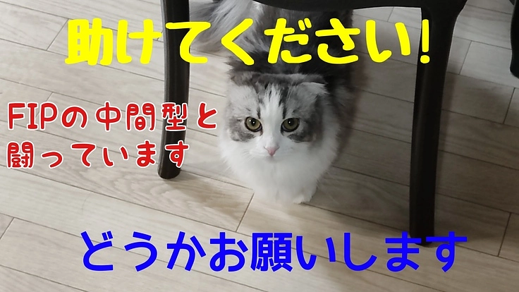 FIP（猫伝染性腹膜炎）を発症した猫をどうか助けてください