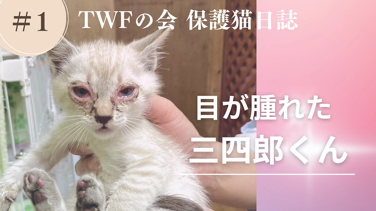 【保護猫日誌】目が腫れた子猫の三四郎くん
